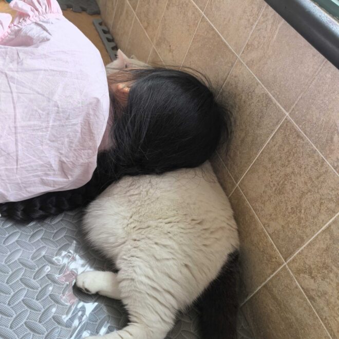 献给儿子，献给小白