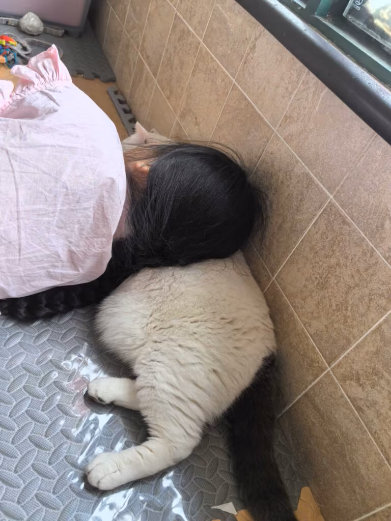 献给儿子，献给小白