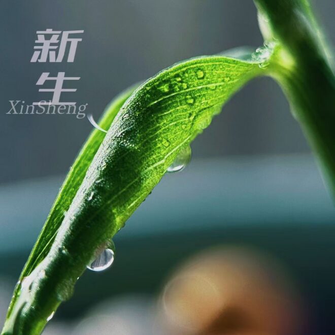 非二元对立