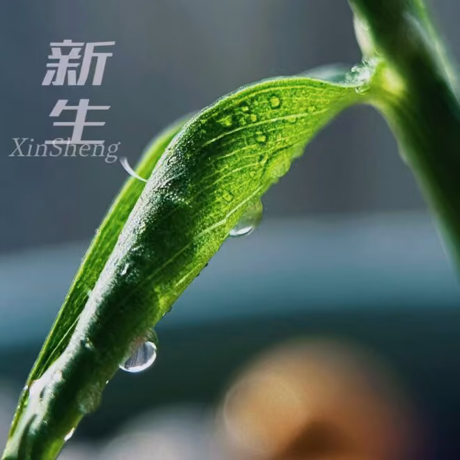 非二元对立